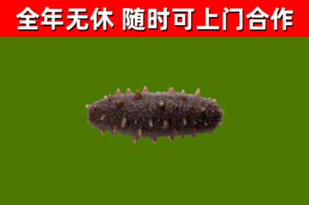 岭东区回收海参干